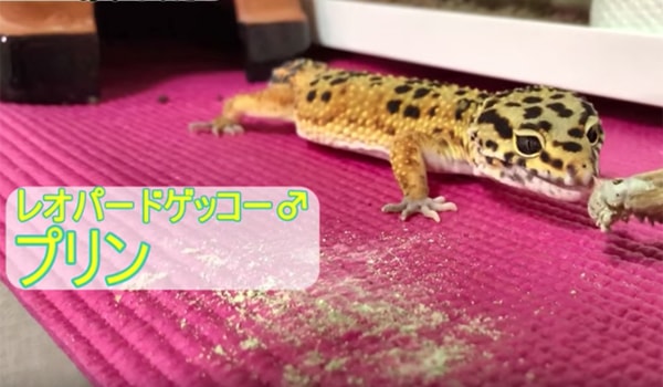 リクガメ女子！爬虫類系youtuber「カメまる子TV」さんを紹介します！｜レプショップサーチ